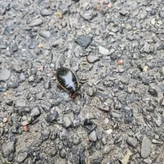 Harris's Diving Beetle thumbnail 3