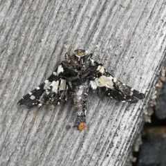 Mournful Thyris Moth thumbnail 3