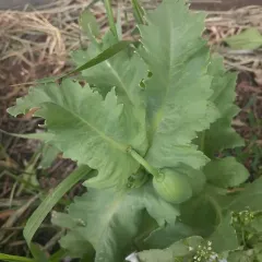 opium poppy thumbnail 4