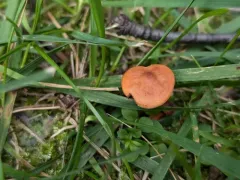 Lactarius subserifluus thumbnail 2