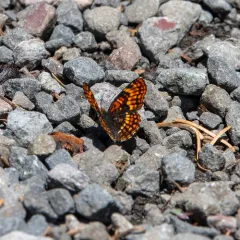 Hoffmann's Checkerspot thumbnail 4