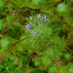 Skunkweed thumbnail 4