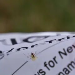 Neottiura bimaculata thumbnail 2