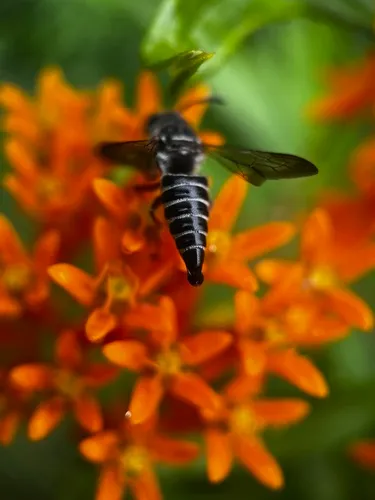 Coelioxys obtusiventris