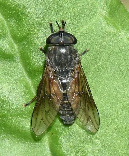 Broad-headed Horse Fly