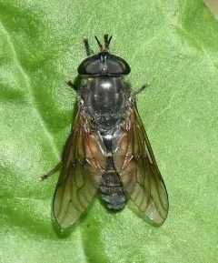 Broad-headed Horse Fly thumbnail 1