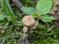 Inocybe subfulva thumbnail 4
