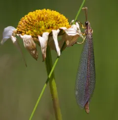 Brachynemurus abdominalis thumbnail 2
