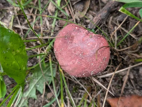 Russula subtilis