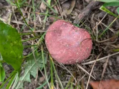 Russula subtilis thumbnail 1