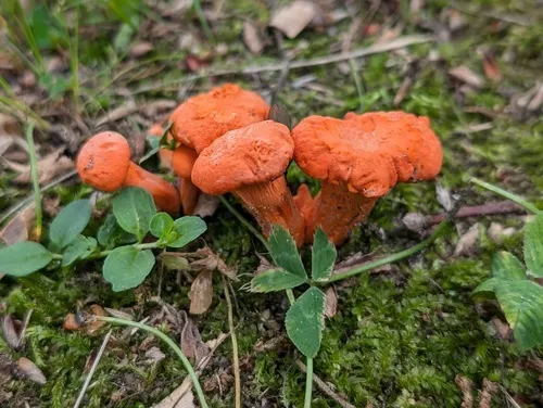 Cantharellus corallinus