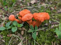 Cantharellus corallinus thumbnail 1