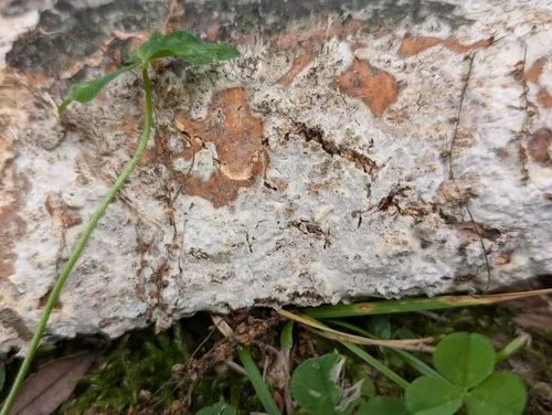 Phanerochaete sordida