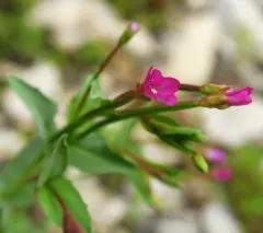 Glaucous Willowherb thumbnail 3
