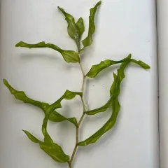 white-stemmed pondweed thumbnail 4
