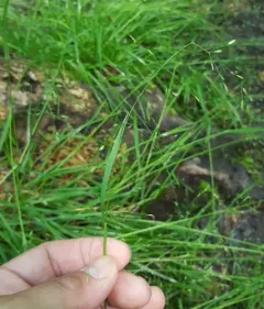 Grove Meadow Grass thumbnail 3