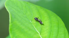 Heteromyia prattii thumbnail 3