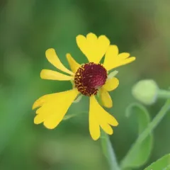 Southern Sneezeweed thumbnail 1