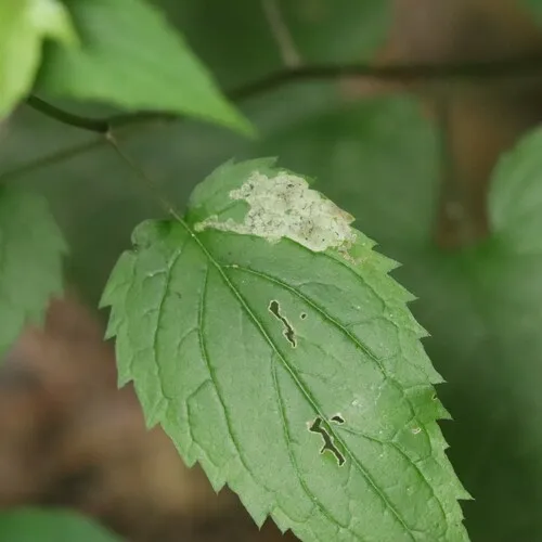 Liriomyza limopsis