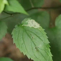 Liriomyza limopsis thumbnail 1