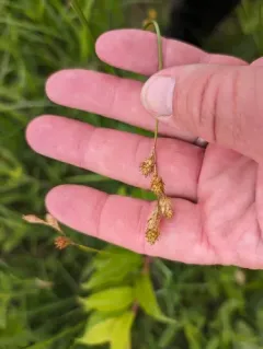 Bicknell's Sedge thumbnail 2