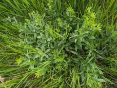 showy goldenrod thumbnail 1