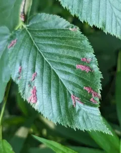 Acalitus longisetosus thumbnail 4