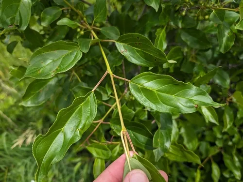 Dahurian Buckthorn