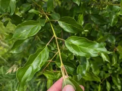Dahurian Buckthorn thumbnail 1