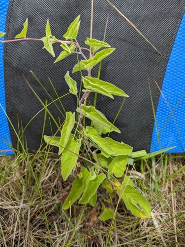 Macoun's Bindweed