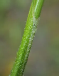 hairy sedge thumbnail 3