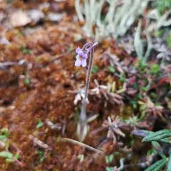 Hairy Butterwort thumbnail 4