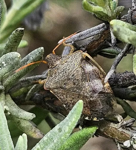 Consperse Stink Bug