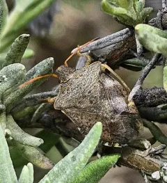 Consperse Stink Bug thumbnail 1