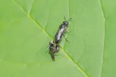 Common Masked Bee thumbnail 2