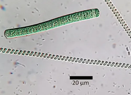 Spirulina major