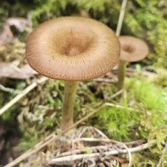 streaked clitocybe thumbnail 2