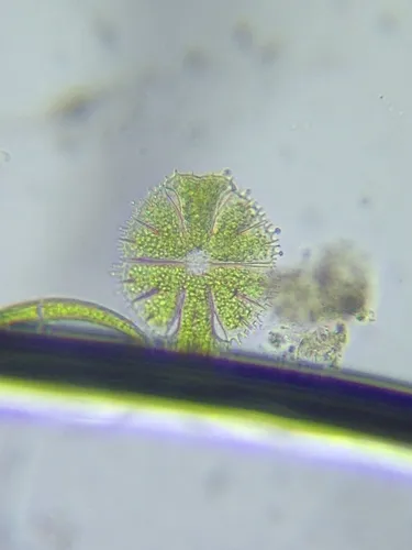 Micrasterias apiculata