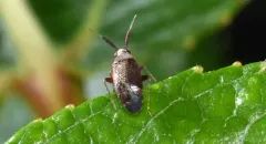 Atractotomus magnicornis thumbnail 1
