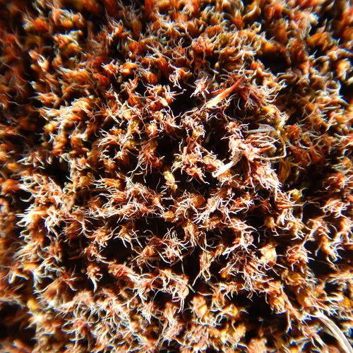 Star Moss