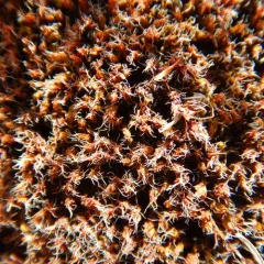Star Moss thumbnail 1