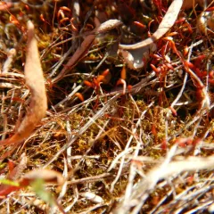 Redshank thumbnail 2