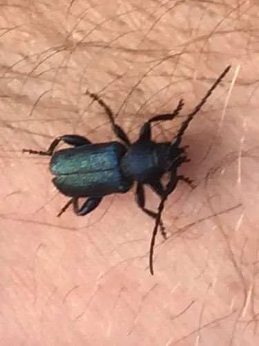 Blackhorned Pine Borer