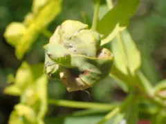 Spurgia esulae thumbnail 1