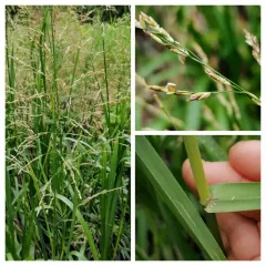 reed meadowgrass thumbnail 4