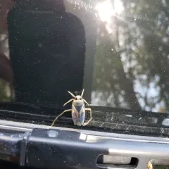 Kirby's Backswimmer thumbnail 3