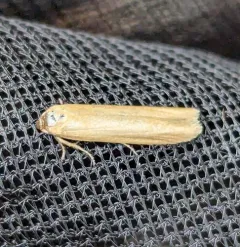 Holcocera immaculella thumbnail 2