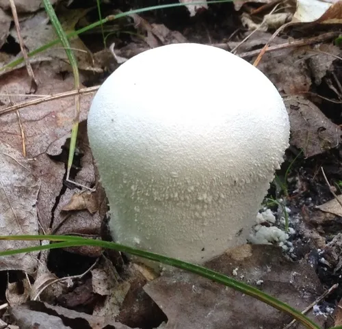 Lycoperdon floccosum