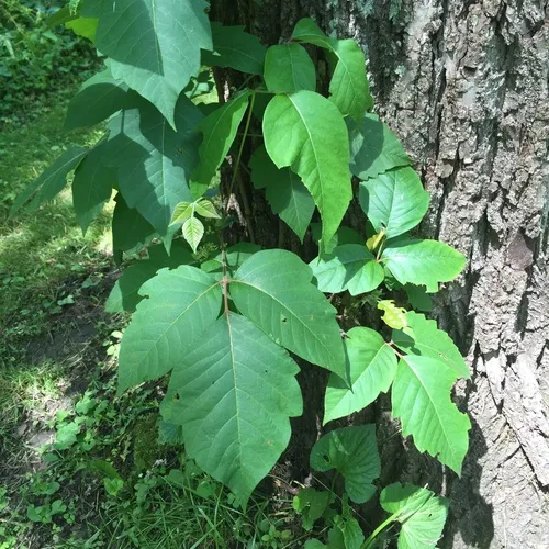 eastern poison ivy