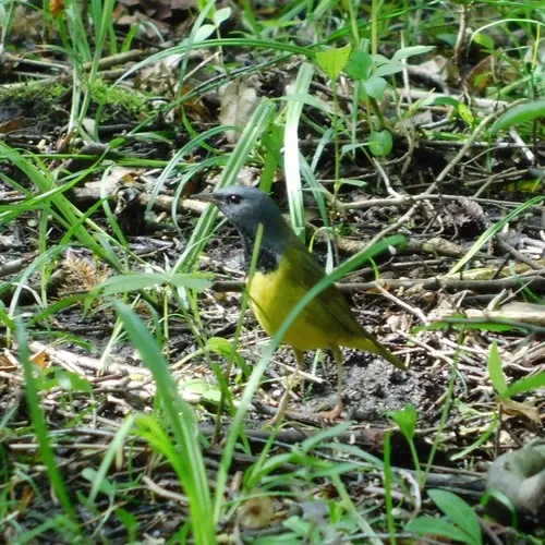 Mourning Warbler